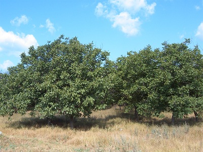 В Кыргызстане разработали госпрограмму развития орехоплодных культур до 2025 года