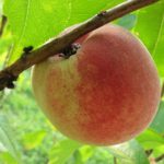 Как вырастить персик из косточки?