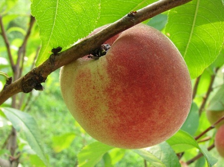 Как вырастить персик из косточки?