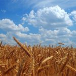 Минсельхоз выполнил свои обязанности в пределах выделенного бюджета