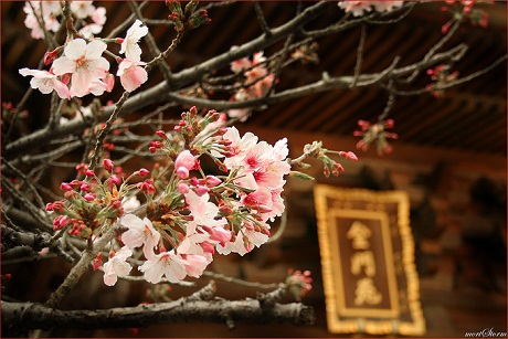 Неделя японской культуры