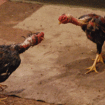 Делайте ставки, господа!