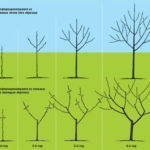 Обрезаем деревья и кустарники по правилам