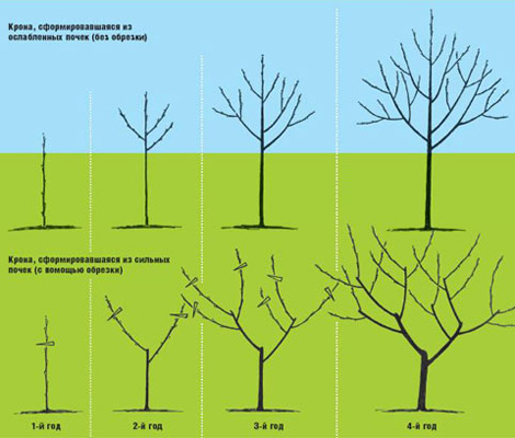 Обрезаем деревья и кустарники по правилам
