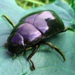 Жуки-вредители: их надо знать в «лицо»