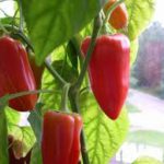 Кто перцу не друг?