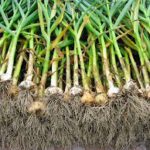 Почему желтеет чеснок?