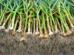 Почему желтеет чеснок?