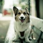 Собачья преданность