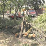 Мэр против деревьев?