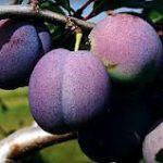 Почему осыпается слива?