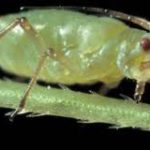 Спасаемся от ненасытной тли