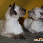 В Бишкеке состоится выставка-продажа породистых котят