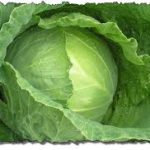 Не упустите урожай капусты