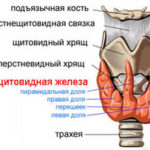 Чем опасен гипотиреоз и кому он грозит?