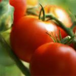 Ускоряем созревание помидоров