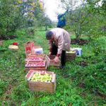 «Правильный» сбор плодов и ягод