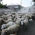 Острые «болячки» ветеринарной службы