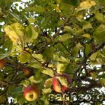 Чем болеют и как «лечить» плодовые деревья