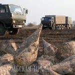 Каиндинский сахарный завод с1 октября начинает прием сахарной свеклы
