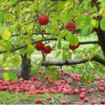 Середина осени – работы прибавка