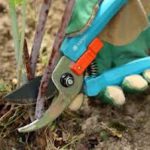 Обрезка малины