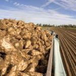 Кыргызские фермеры смогут сдавать сахарную свеклу в девяти приемных пунктах