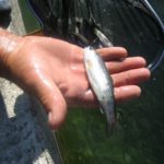 Иссык-Кульская область: край яблок и рыбы