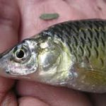 Китайцы помогут восстановить популяцию чебачка