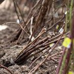 Как сохранить зимой невысаженные саженцы плодовых деревьев