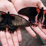 Выставка живых тропических бабочек продолжается