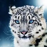 Тема сохранения животных превратилась у нас в шоу