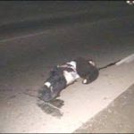 В Бишкеке мужчина на автомашине МП «Тазалык» сбил человека и скрылся с места ДТП