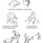 Как понять намерения незнакомой собаки