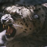 Красная книга Кыргызстана: снежный барс