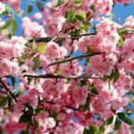 В апреле земля преет, спеши пахать и сеять