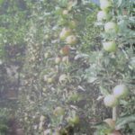 Дельные советы опытного садовода