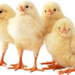 Цыплят по осени считают