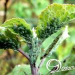 Борьба с тлями на садовых и огородных участках