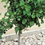 И вырос не куст, а дерево!