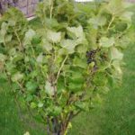 И вырос не куст, а дерево!