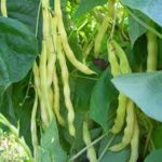 Фасоль или бобы?