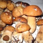 Будьте бдительны: грибы опасны!