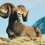 Диких животных Иссык-Куля хотят уберечь от отстрела охотниками