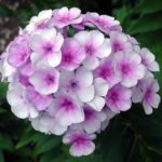 Флокс: и красив, и неприхотлив