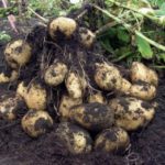 Как оздоровить картофель и повысить его урожайность в 4-5 раз?