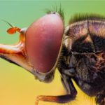 Мухи, журчалки, блошки…