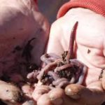 Зовём на помощь дождевых червей