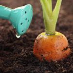 Когда и как поливать овощи?