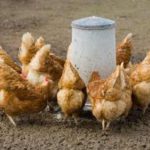 Куриные премудрости